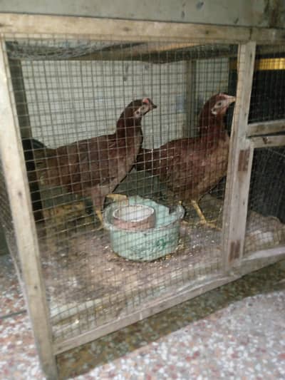 hens age 5 months