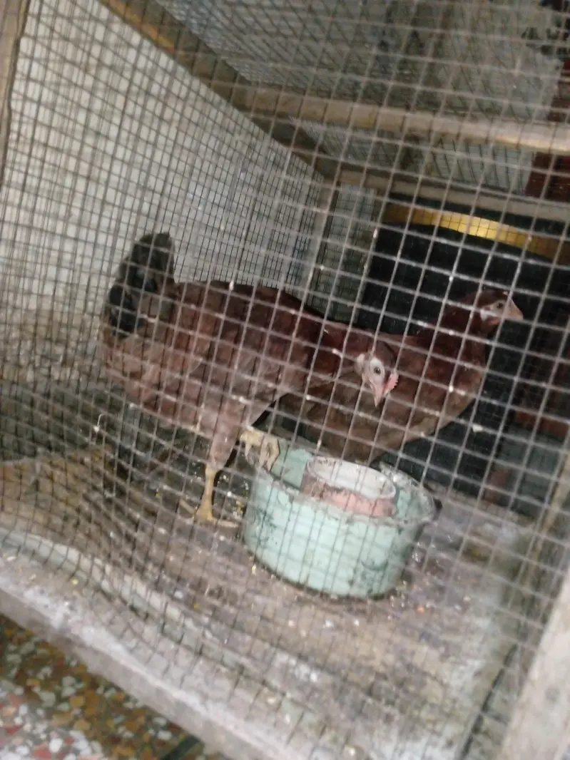 hens age 5 months — photo 2