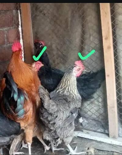 2 egg laying females is for sale golden contact 03.2. 5.4. 4.9. 5.8. 7.9