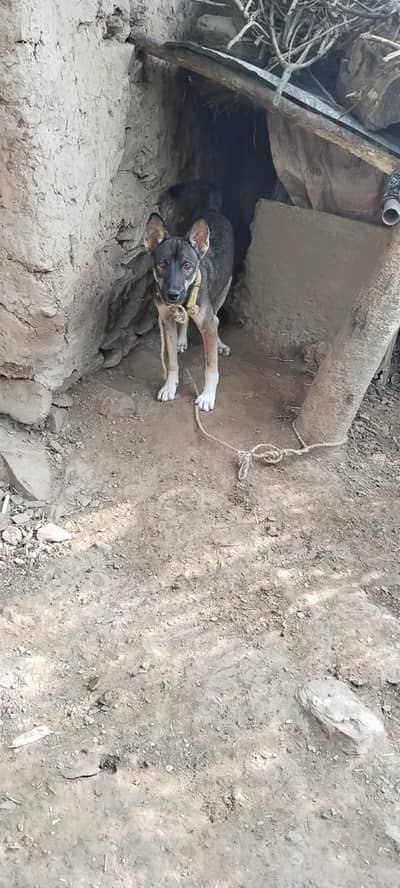 Gernal Shepard age 7 month