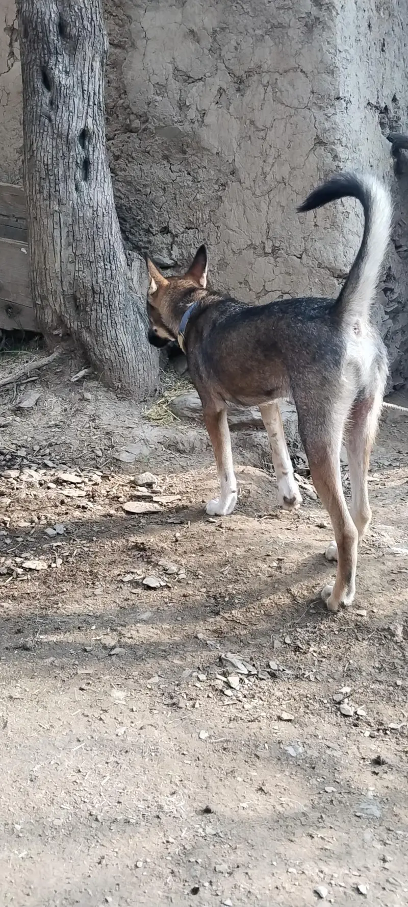 Gernal Shepard age 7 month — photo 2