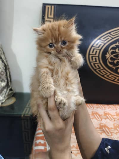 Punch Face Doll Face long Court Persian Cat