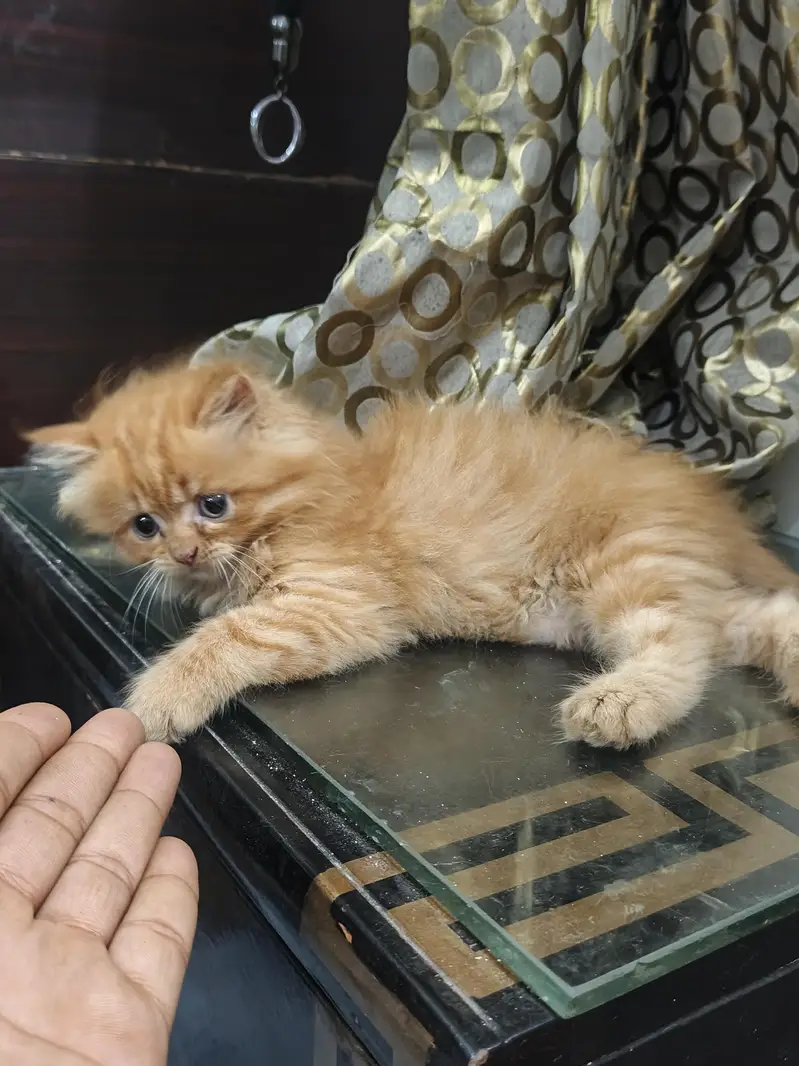 Punch Face Doll Face long Court Persian Cat — photo 2