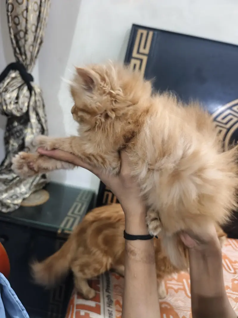 Punch Face Doll Face long Court Persian Cat — photo 3