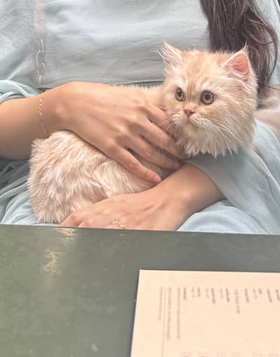 PERSIAN MALE 7 months old cat
