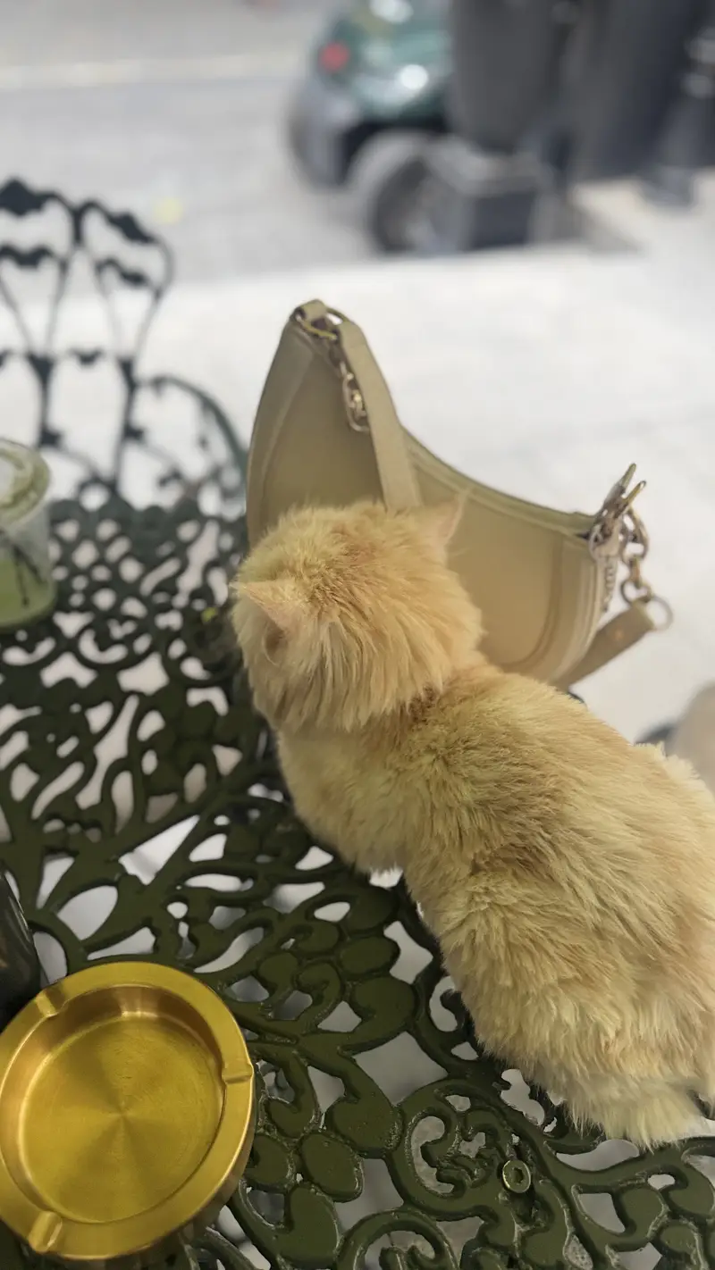 PERSIAN MALE 7 months old cat — photo 2