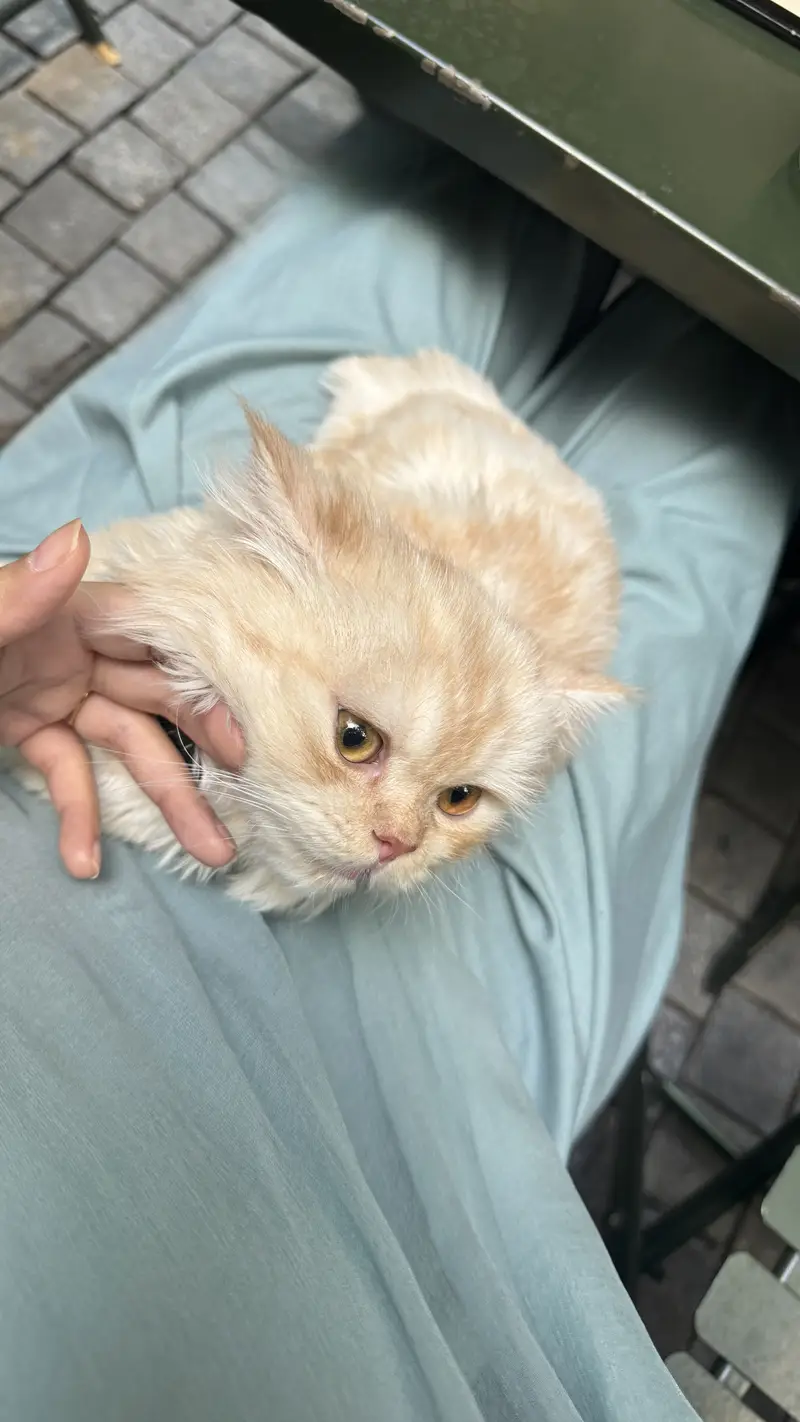 PERSIAN MALE 7 months old cat — photo 3