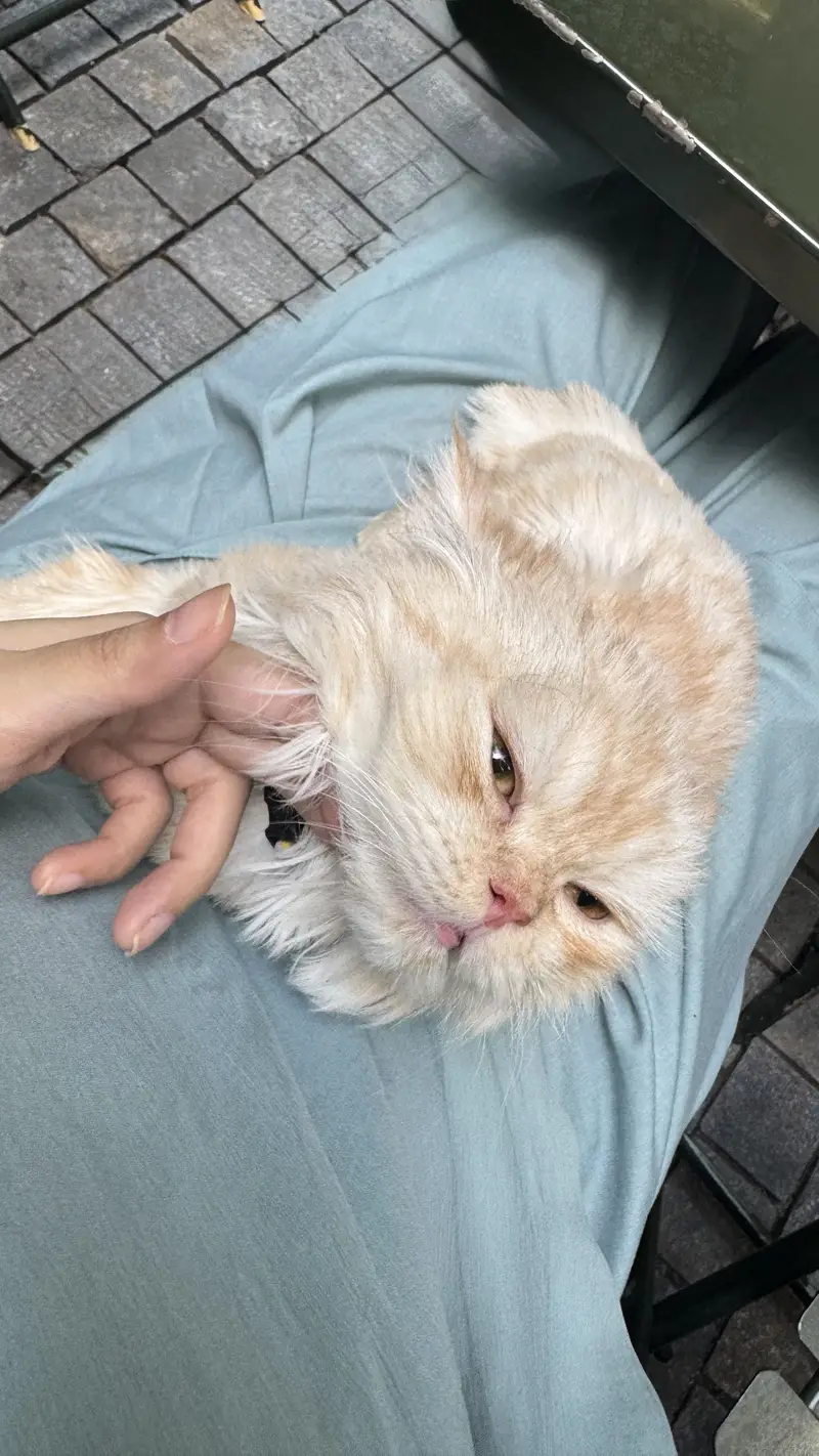 PERSIAN MALE 7 months old cat — photo 4