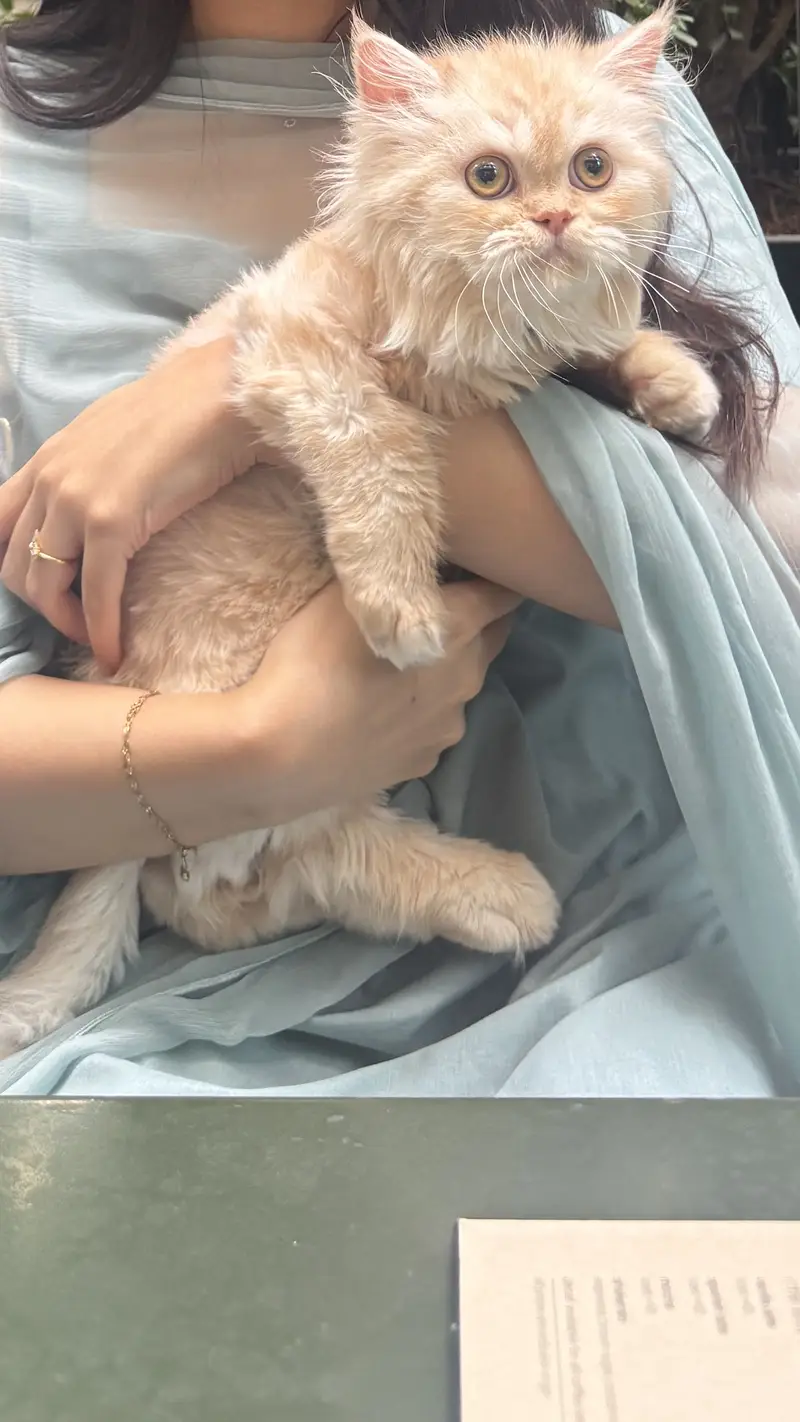 PERSIAN MALE 7 months old cat — photo 5