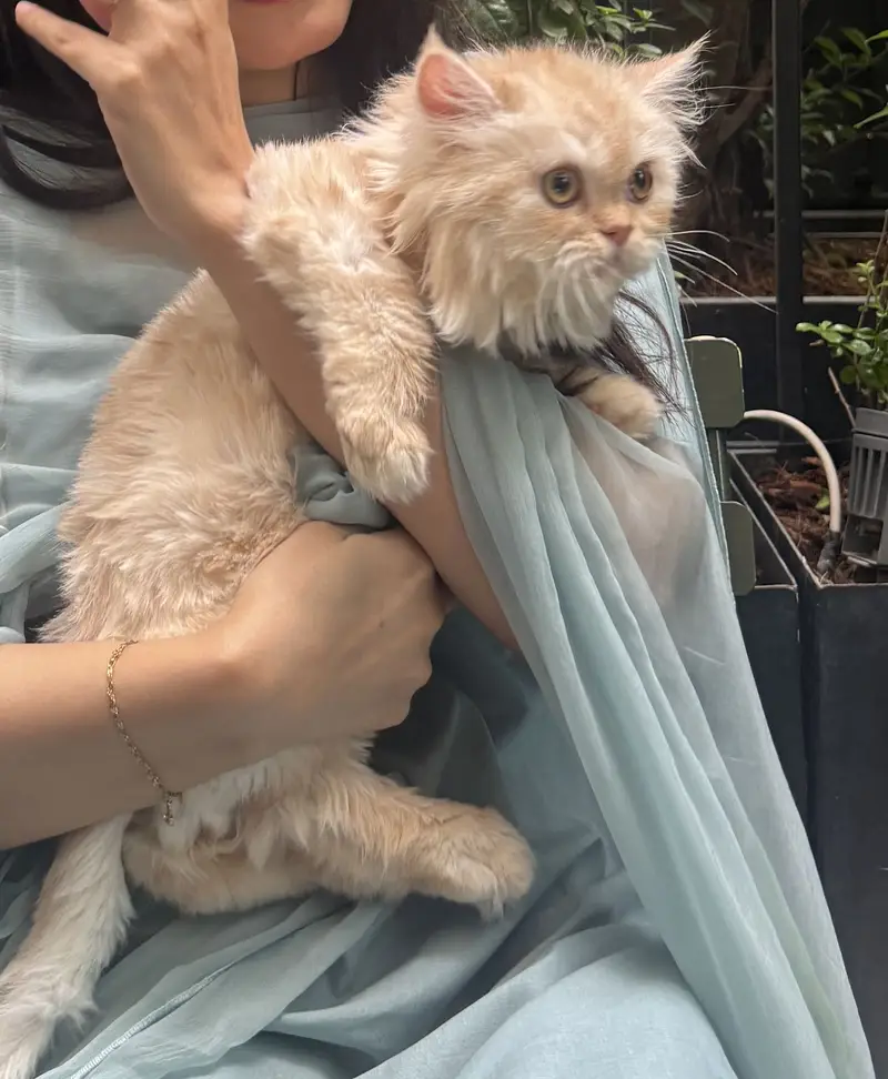 PERSIAN MALE 7 months old cat — photo 6
