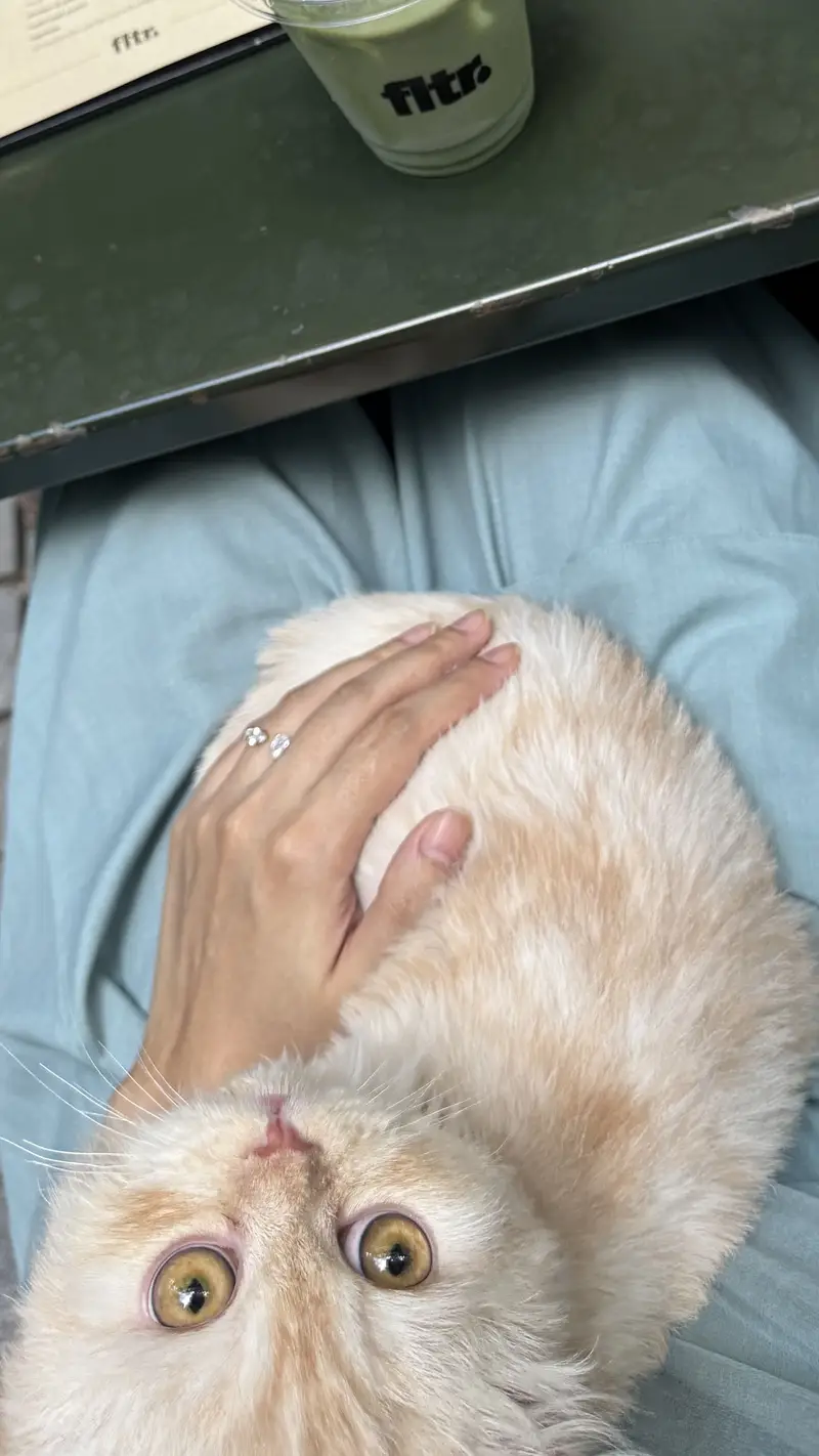 PERSIAN MALE 7 months old cat — photo 7