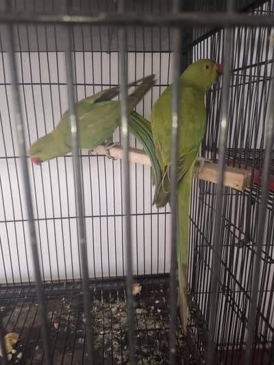 beautiful parrot pair age almost 15 mouth male ka ring sata ha tora sa