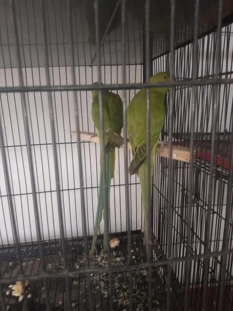 beautiful parrot pair age almost 15 mouth male ka ring sata ha tora sa — photo 2