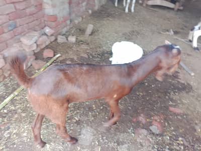 Bakra for sale