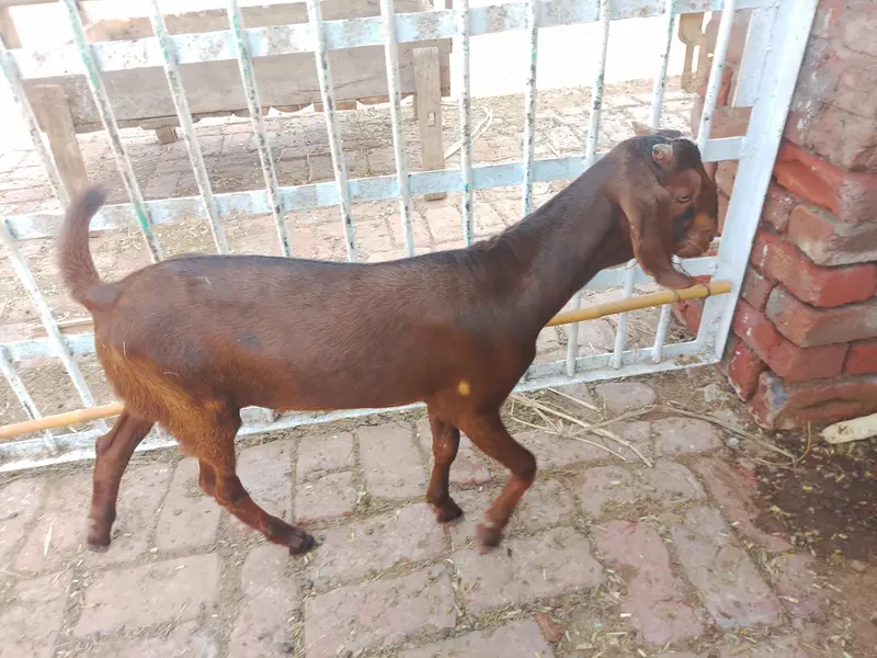Bakra for sale — photo 2