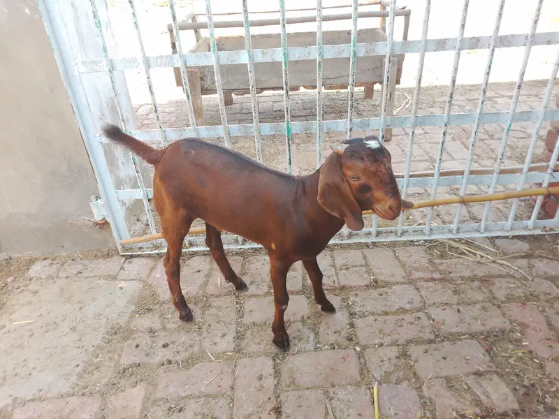 Bakra for sale — photo 3