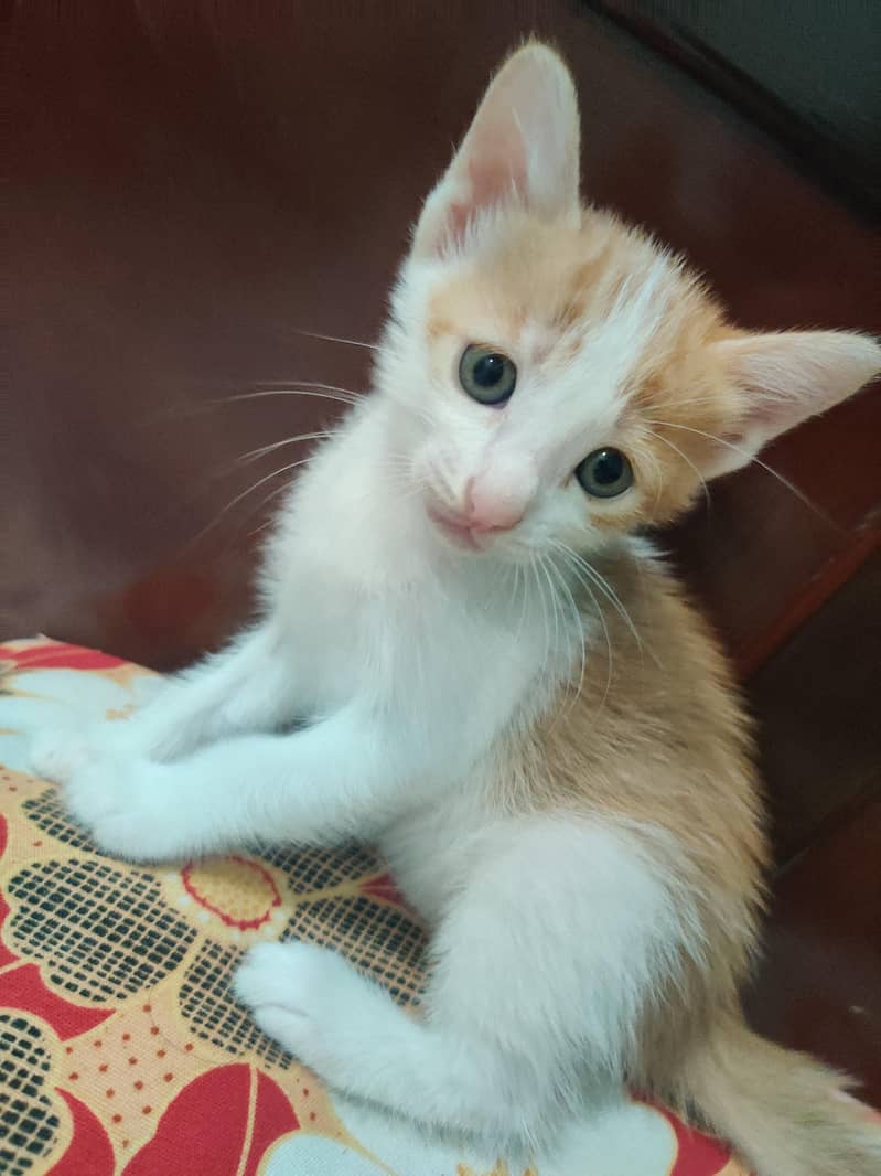 kitten 1