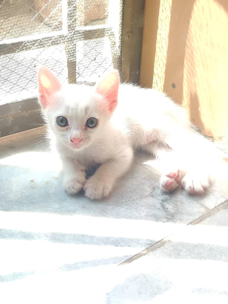kitten 2
