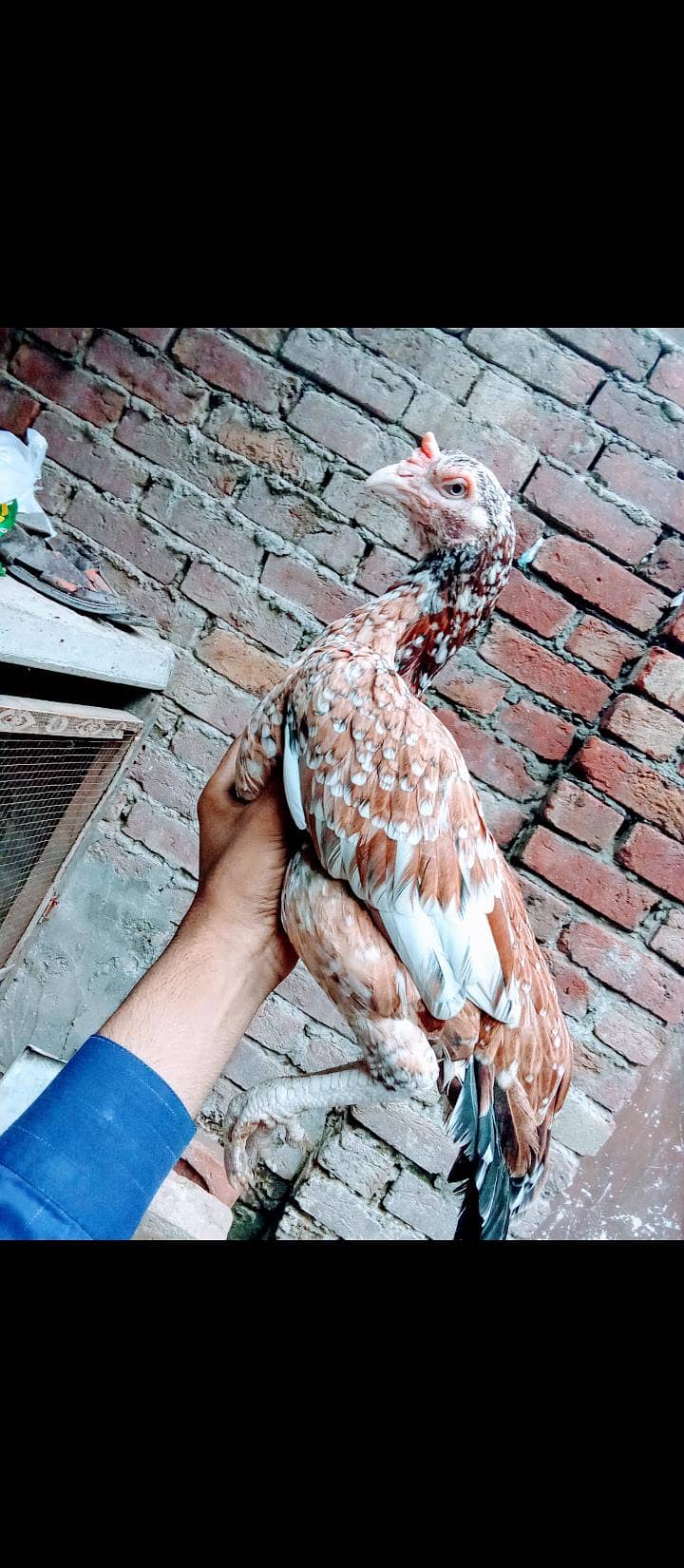 eggs 0
