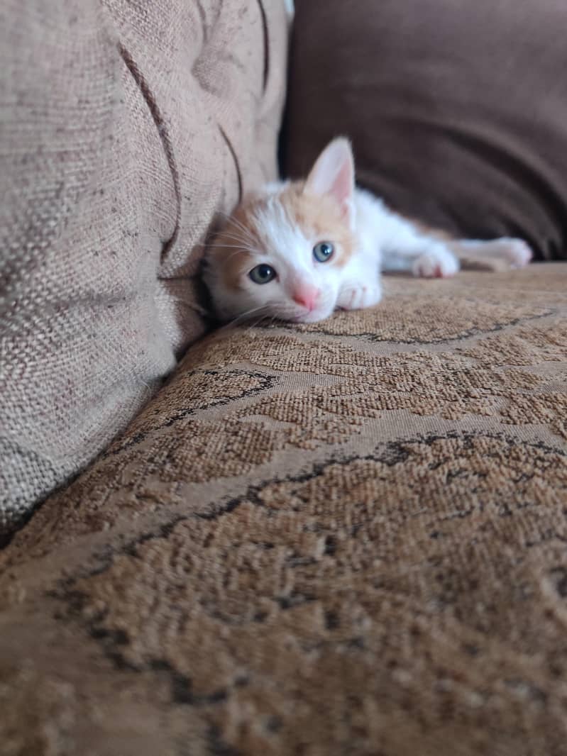 kitten 3