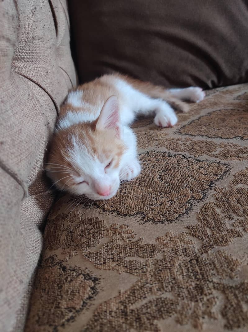kitten 4