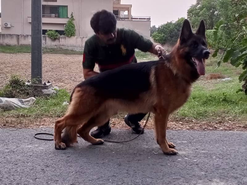 Jermon shefered 4