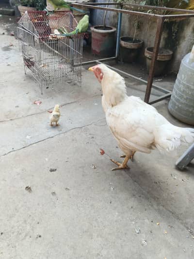 Original Aseel Heera Mother and Chick Active & Healthy