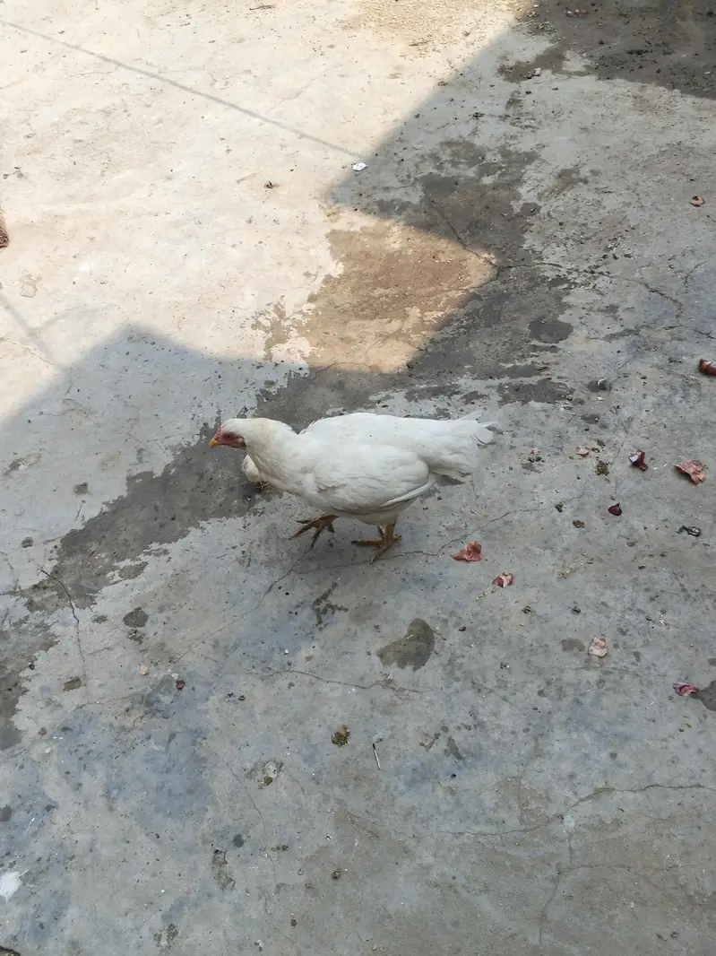 Original Aseel Heera Mother and Chick Active & Healthy — photo 2