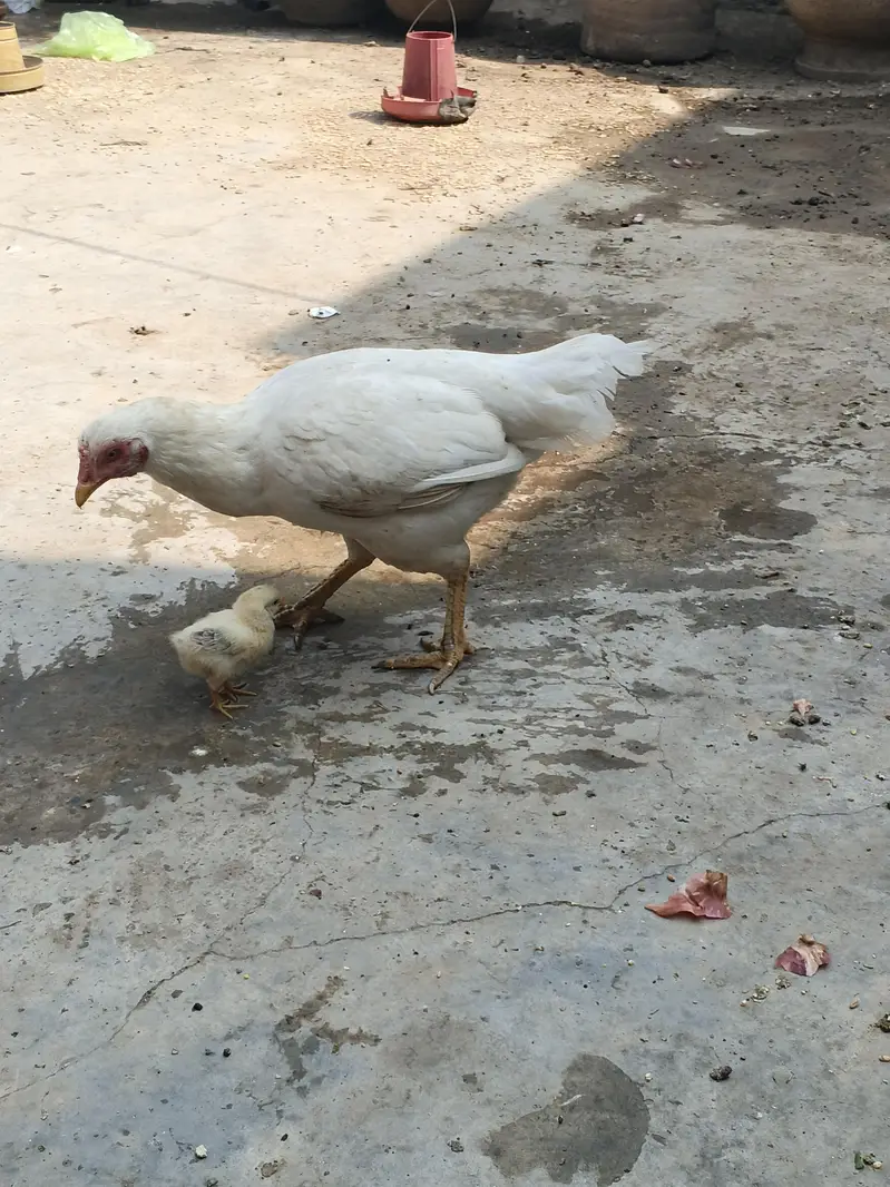 Original Aseel Heera Mother and Chick Active & Healthy — photo 3