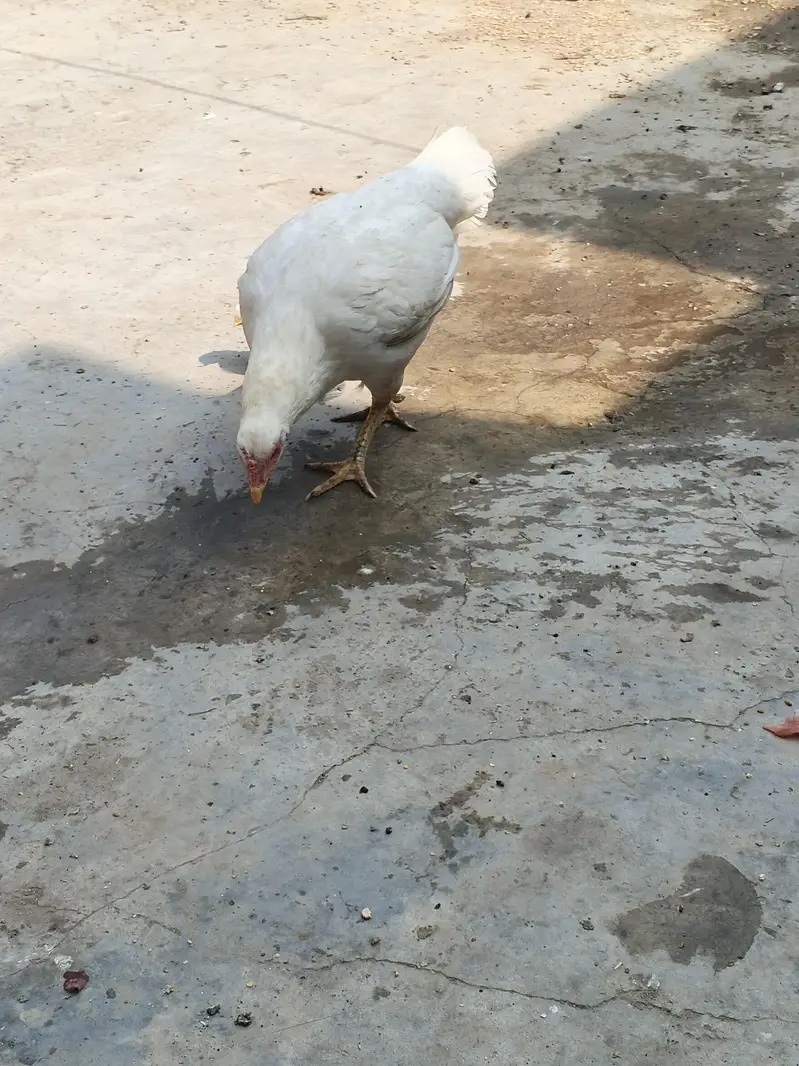 Original Aseel Heera Mother and Chick Active & Healthy — photo 4