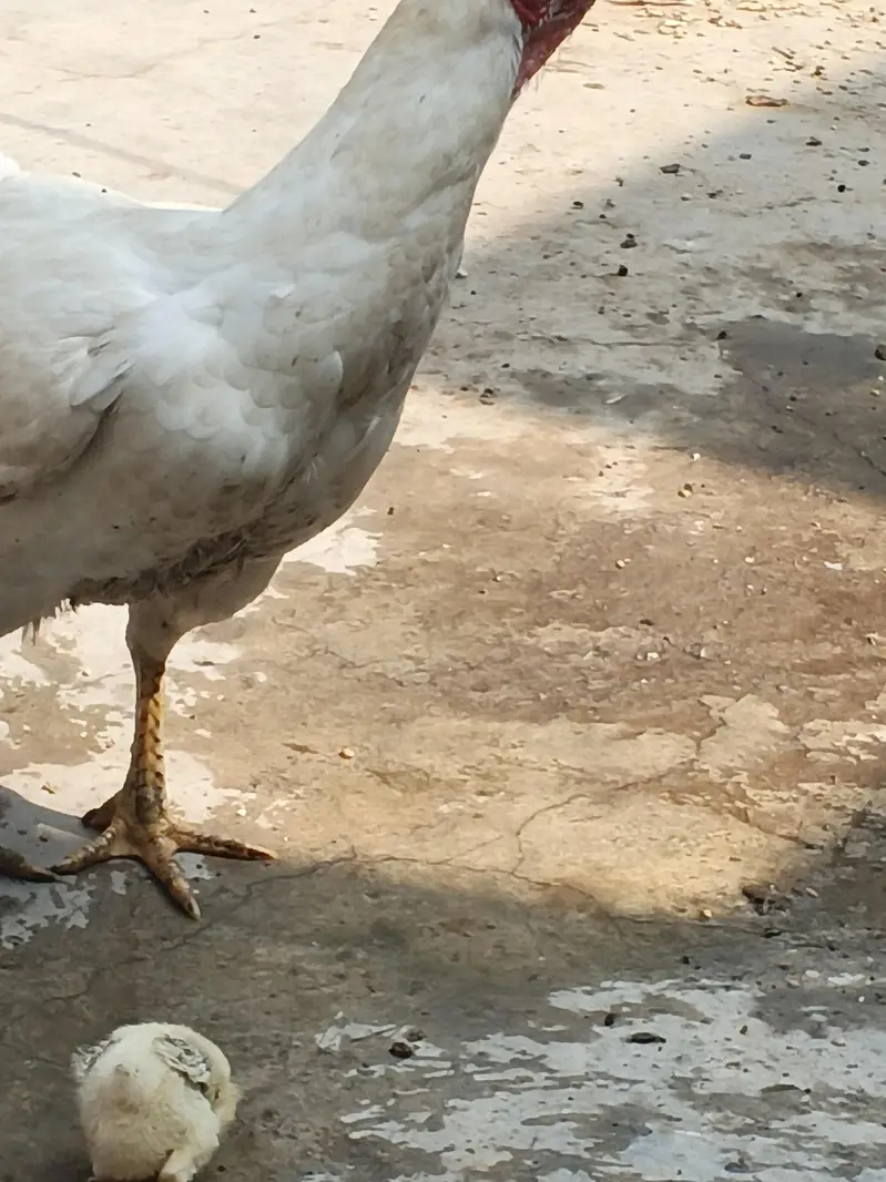Original Aseel Heera Mother and Chick Active & Healthy — photo 5