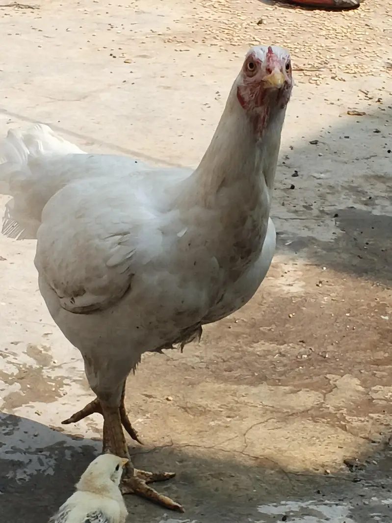 Original Aseel Heera Mother and Chick Active & Healthy — photo 6