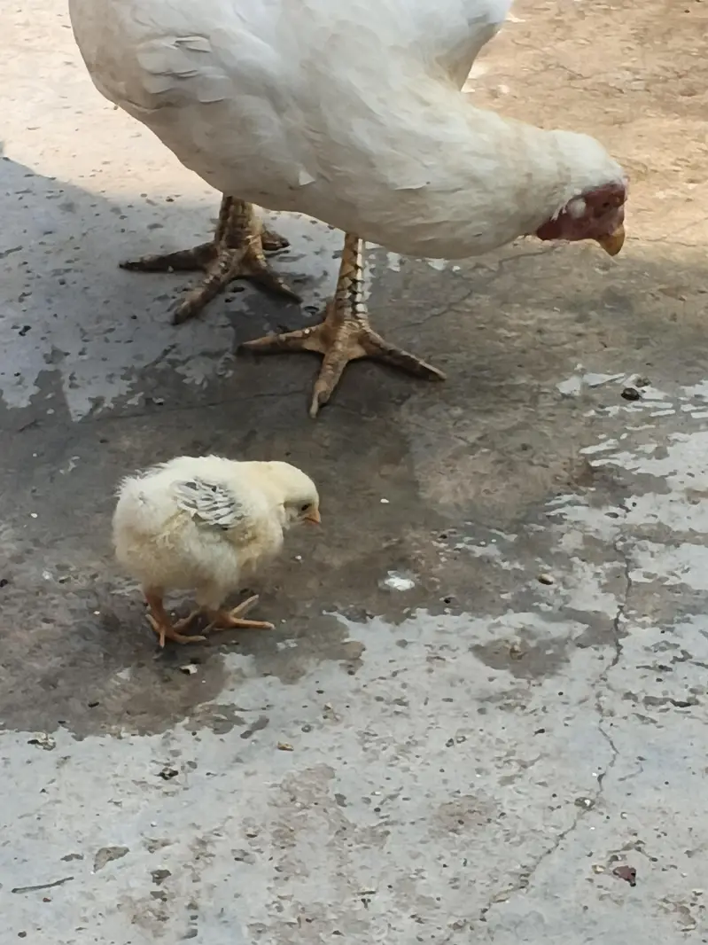 Original Aseel Heera Mother and Chick Active & Healthy — photo 7