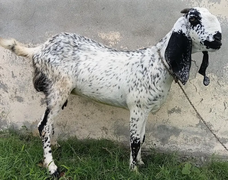 Ablack Betal forsale — photo 2