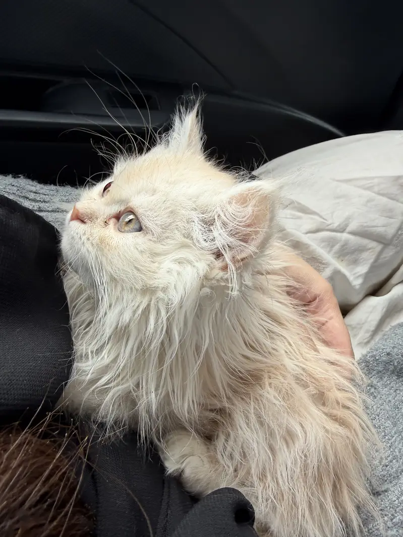 PERSIAN MALE 7 months old cat — photo 8