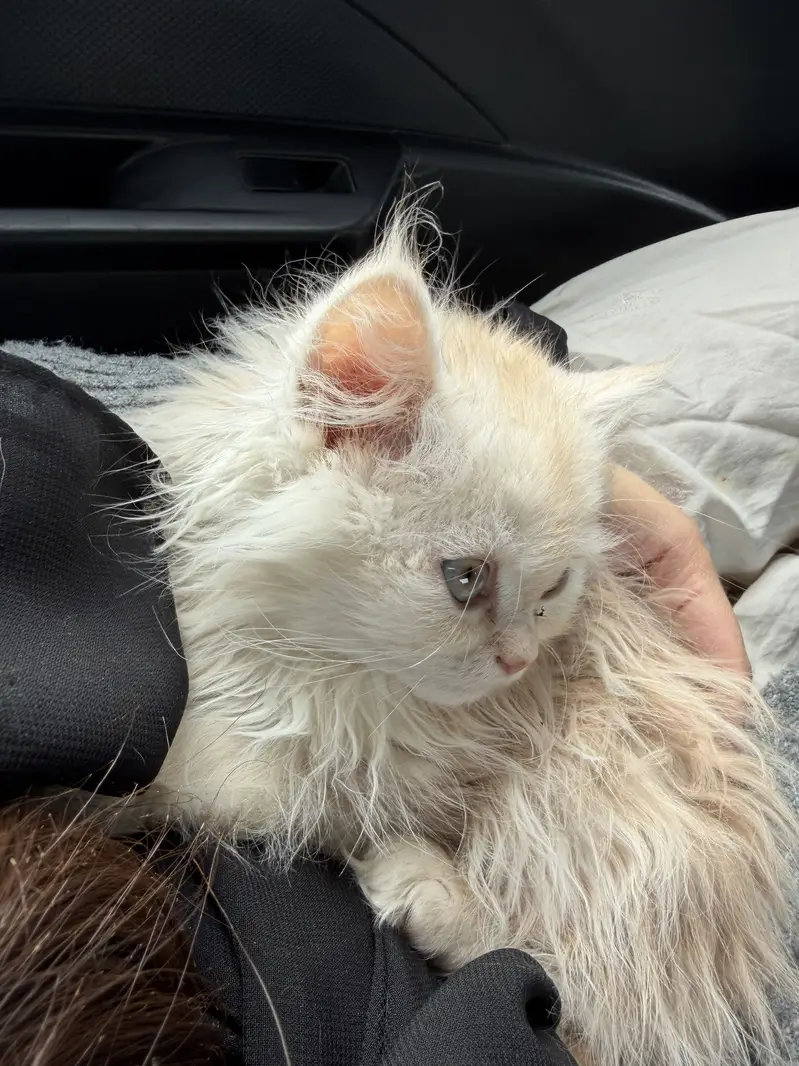 PERSIAN MALE 7 months old cat — photo 9