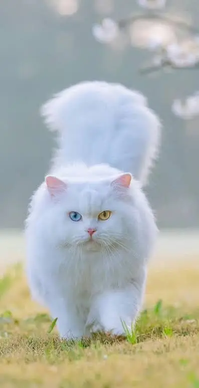 3 persian cats for sale, 2 kittens 1 adult cat ,all pakistan delivery — photo 2