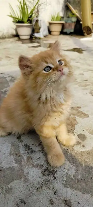 3 persian cats for sale, 2 kittens 1 adult cat ,all pakistan delivery — photo 3