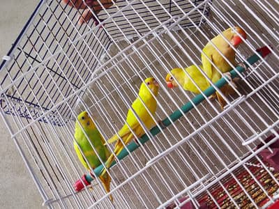 2 bared pair