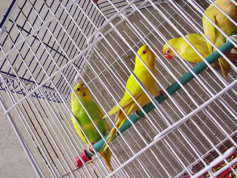 2 bared pair — photo 2