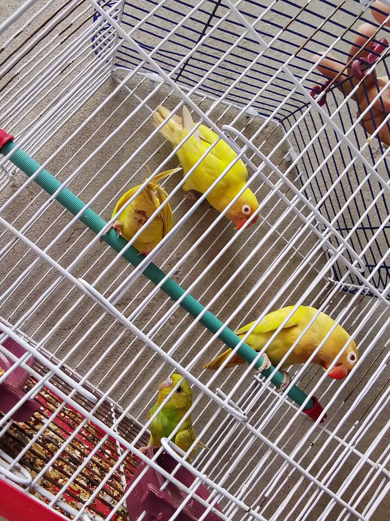 2 bared pair — photo 4