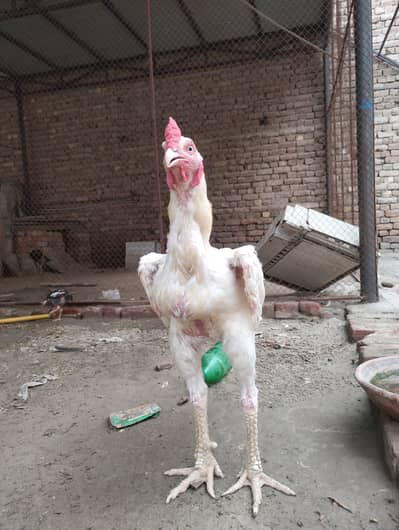 White Shamo Aseel