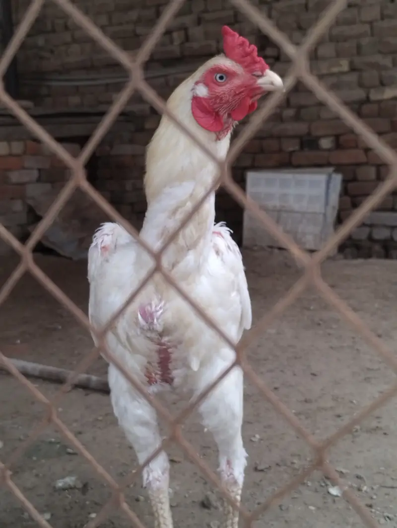 White Shamo Aseel — photo 2