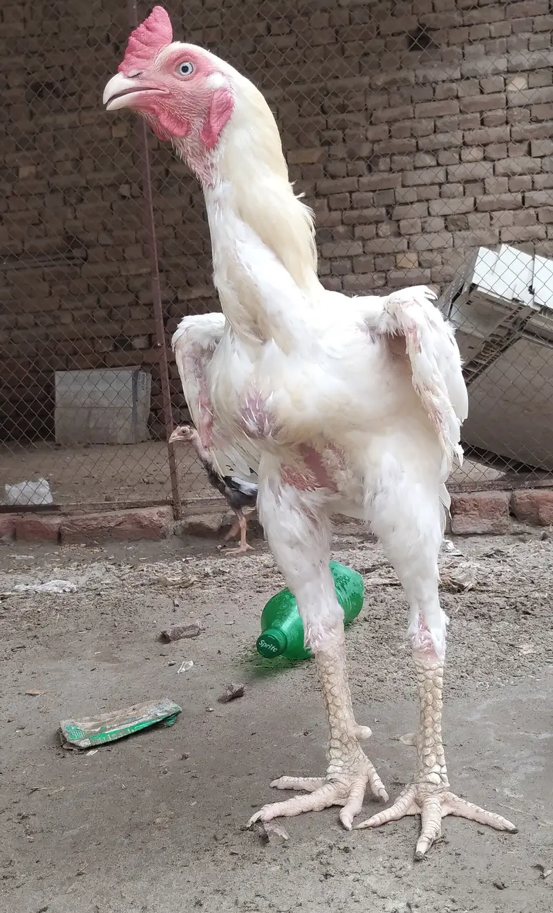 White Shamo Aseel — photo 3