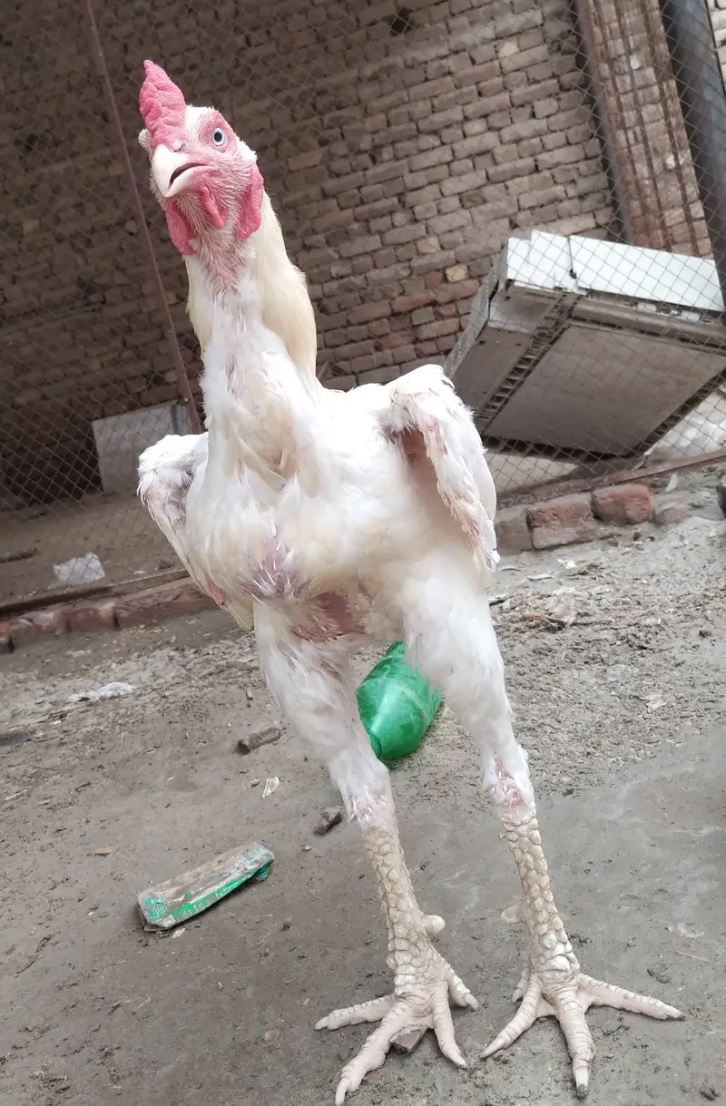 White Shamo Aseel — photo 4