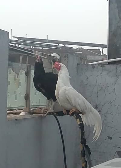 ALL HENS FOR SALE INCLUDING ASEEL, DESI, CHICKS, ETC