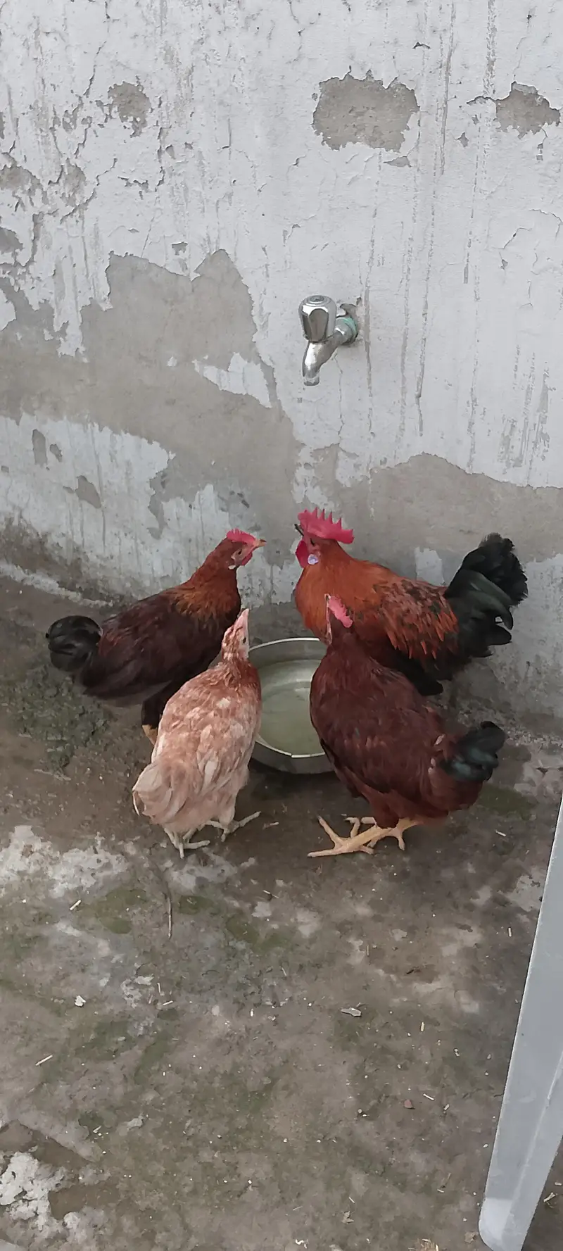 ALL HENS FOR SALE INCLUDING ASEEL, DESI, CHICKS, ETC — photo 2