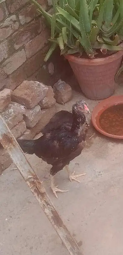 ALL HENS FOR SALE INCLUDING ASEEL, DESI, CHICKS, ETC — photo 3