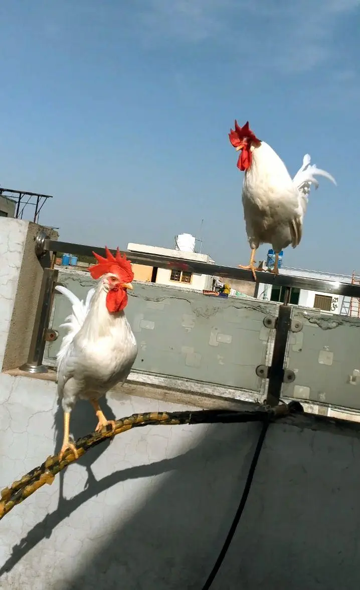 ALL HENS FOR SALE INCLUDING ASEEL, DESI, CHICKS, ETC — photo 4