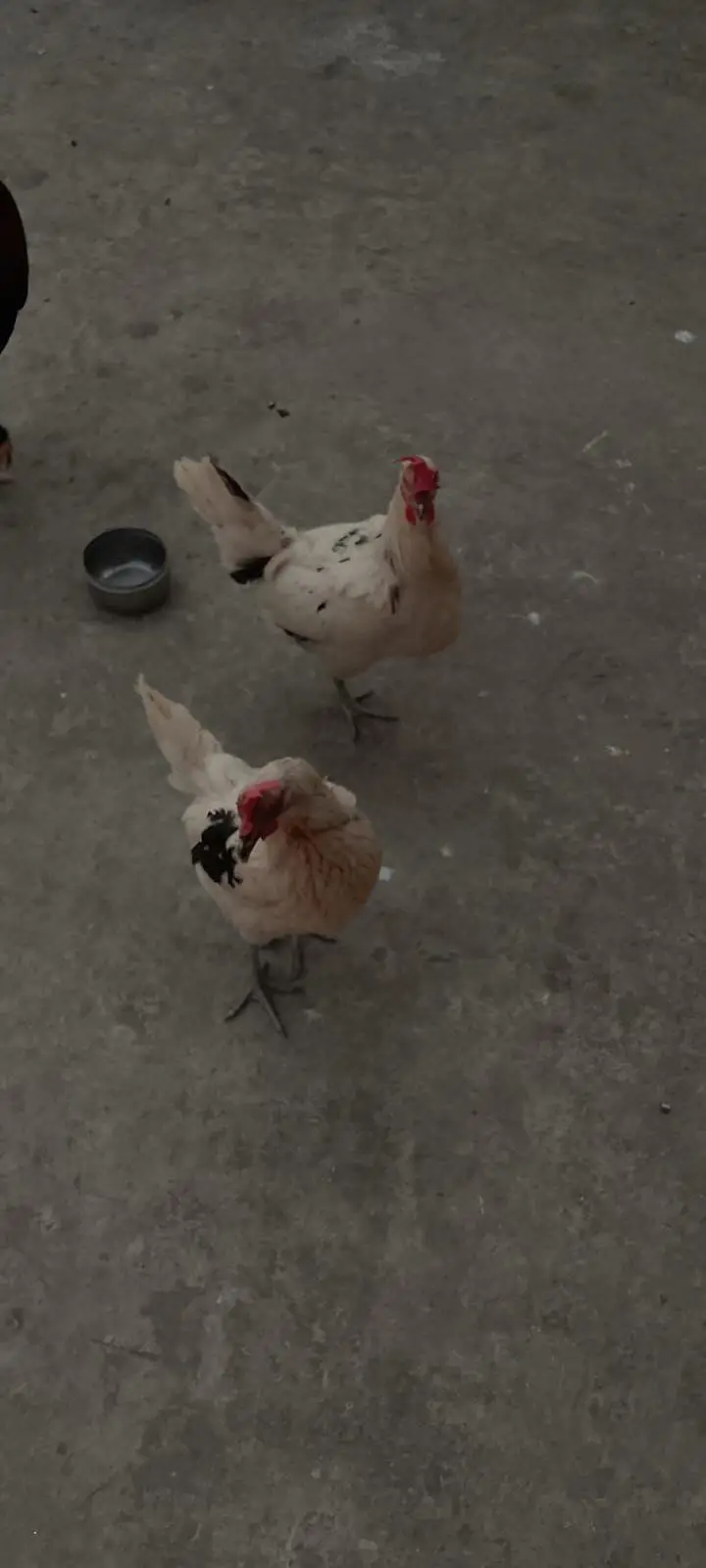 ALL HENS FOR SALE INCLUDING ASEEL, DESI, CHICKS, ETC — photo 6